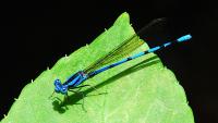 Blue Dragonfly�